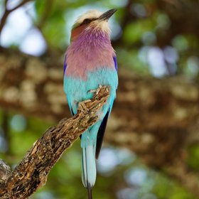 Bunte Gabelracke auf einem Ast