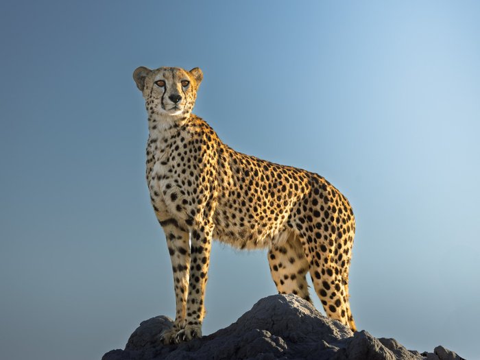 Gepard auf einem Felsen
