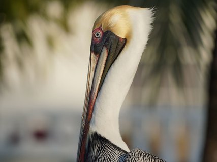 Guatemala Reise - Flamingo Belize Caye