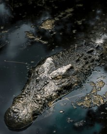 Krokodil im Fluss - Belize Lamanai