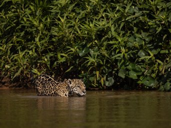 Jaguar läuft durchs Wasser