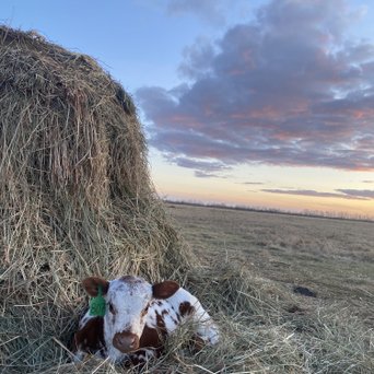 Kalb auf Feld in Kanada