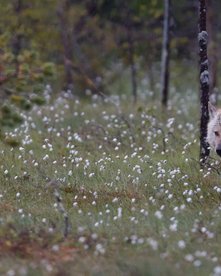 Wolf im Wald ziwschen Wollgras