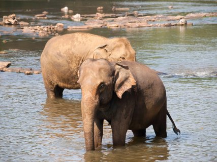 Privatreise Sri Lanka - zwei badenden asiatische Elefanten