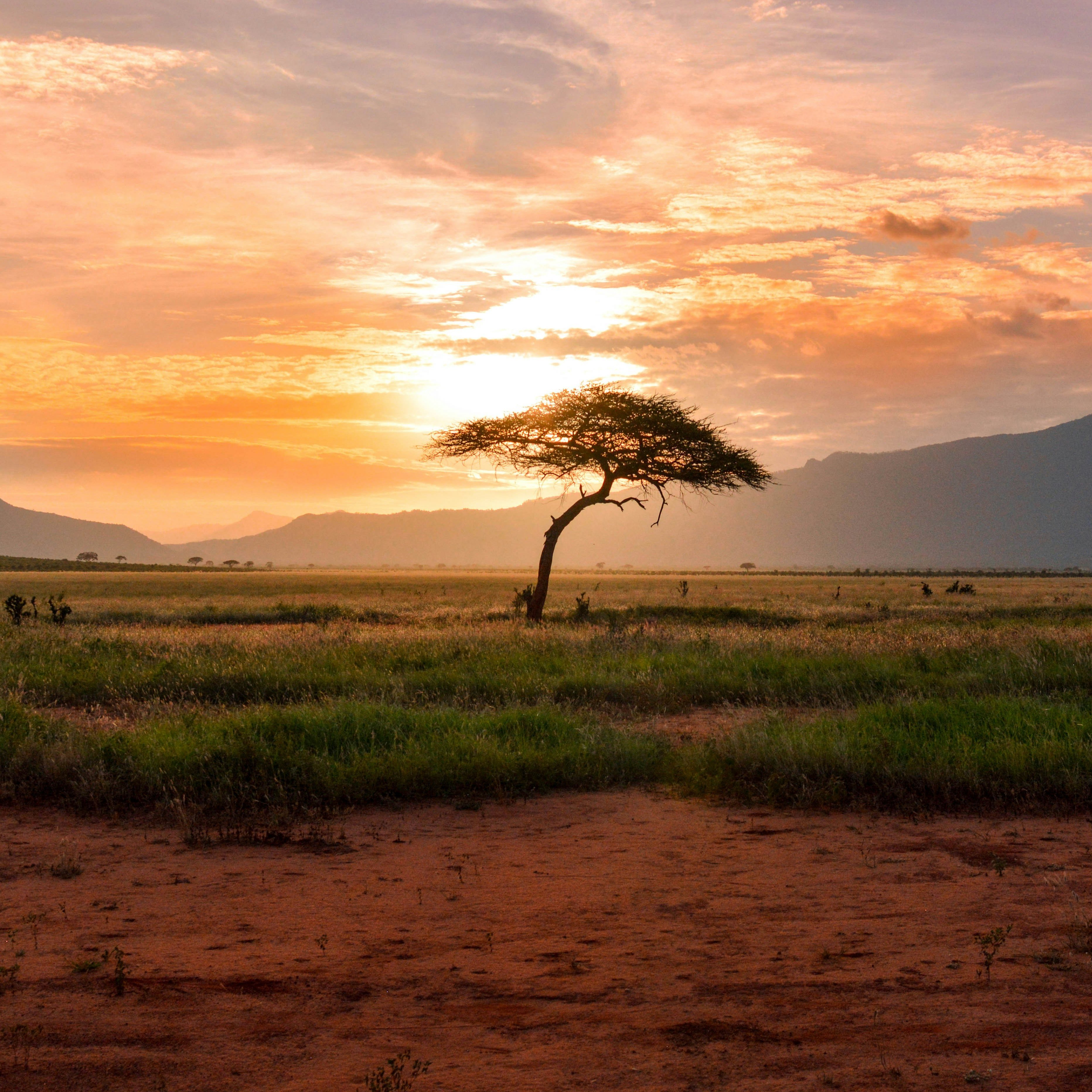 Südafrika Baum in savanne - beste reisezeit südafrika