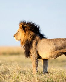 Majestätischer Löwe