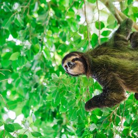 Ein ausgewachsenes Faultier klettert einen Ast entlang.