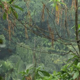 Dichtes Blattwerk im Dschungel Sri Lankas