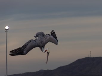 vogel baja california pelikan mit schnabel nach unten