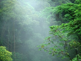 Nebelwald in Monteverde