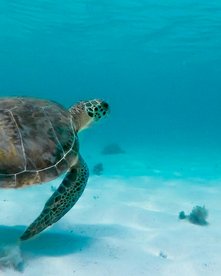 Meeresschildkröte schwimmt unter Wasser in türkisfarbenem Wasser über weißem Sand