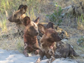 Wildhunde sitzen zusammen