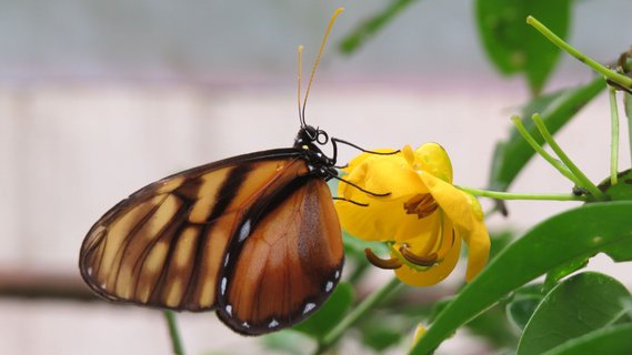 Guatemala Rundreise 2 Wochen - Schmetterling