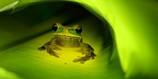 Maskierter Laubfrosch unter einem grünen Blatt
