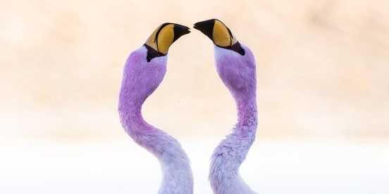 Zwei Flamingos küssen sich