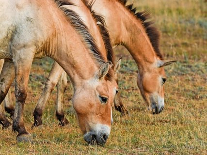 ????????????????????????????????????? Przewalsky horse in Hortobagy Hungary