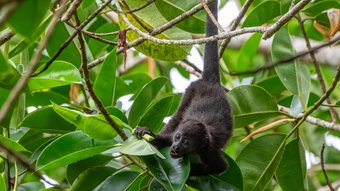 Brüllaffe hängend am Baum - Panama Rundreise