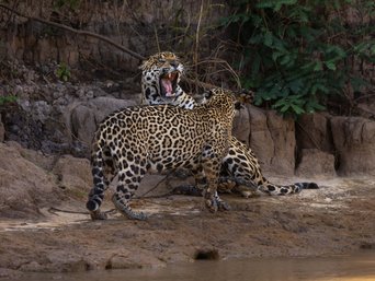 Jaguarpärchen kämpft