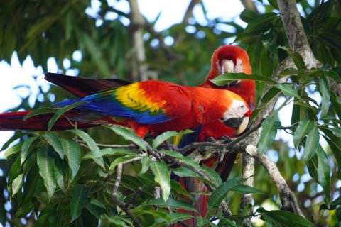 Corcovado Nationalpark - Aras im Baum