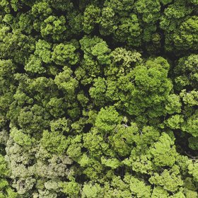 Bäume in einem Regenwald von oben