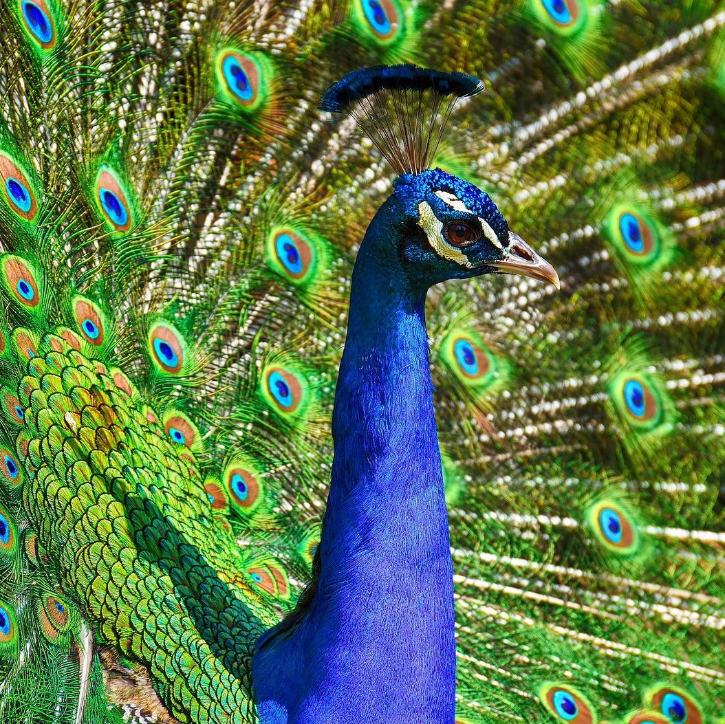 Pfau mit aufgeschlagenem Rad