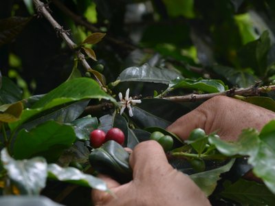 Kaffeepflanze mit 2 Händen - Kolumbien Highlights