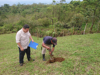 Adolfo und ein Kollege pflanzen einen Baum in La Tigra