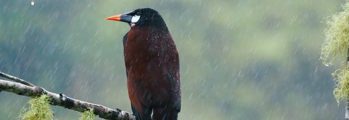 Ein Oropendula, ein dunkelbrauner Vogel mit gelben Schwanz sitzt auf einem Ast im Regen