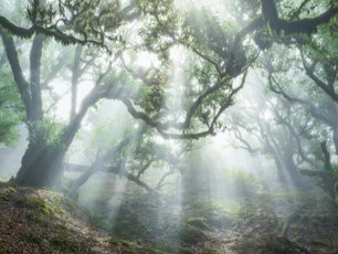 Verwunschener Wald, bei dem Lichtstrahlen durch alte Bäume fallen. 