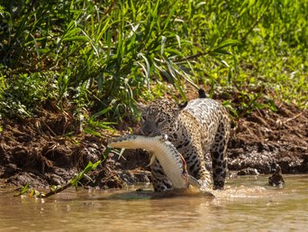 Jaguarin trägt Kaiman