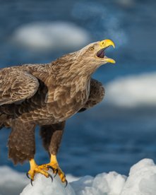Seeadler auf einem Schneehaufen