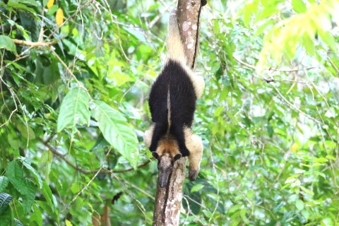 Ameisenbär auf Kleingruppenreise Costa Rica