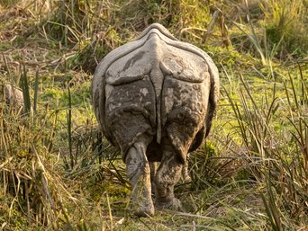 Panzernashorn Rückansicht