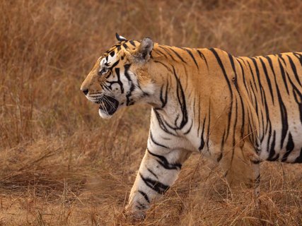 Tiger Indien Safari