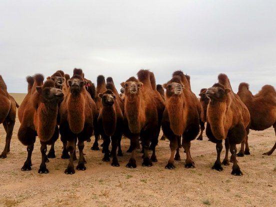 Kamelgruppe in der Gobi-Wüste