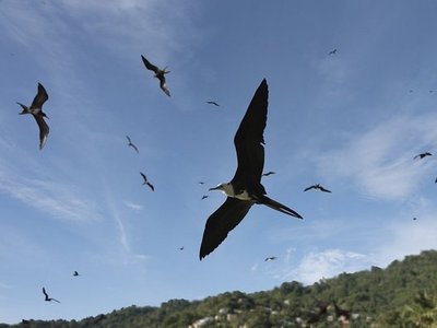 Schwarm von Fregattvögeln am blauen Himmel