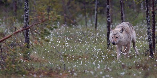 Wolf im Wald ziwschen Wollgras