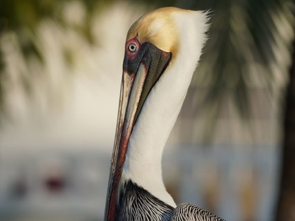 Guatemala Reise - Flamingo Belize Caye