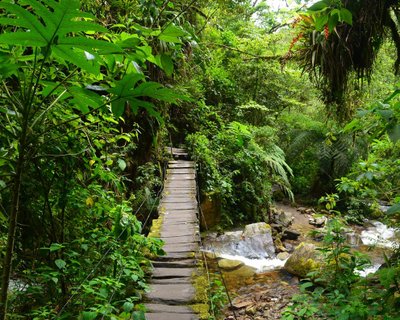 kolumbien selbstfahrer - Holzbrücke im Regenwald