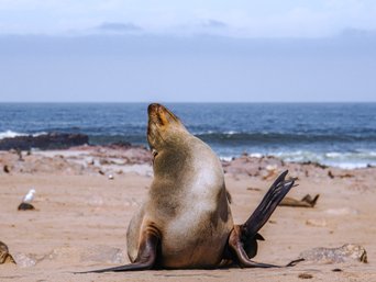 Beste Reisezeit Namibia