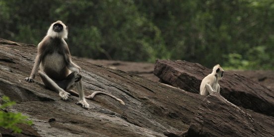 Zwei Weißbartlanguren auf einem Stein in Sri Lanka