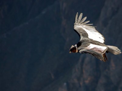 Kondor im FLug