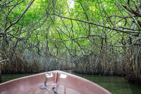 Privatreise Sri Lanka - Boottour durch Mangroven