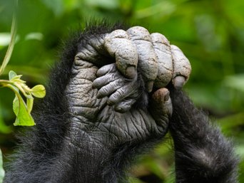 Sich umgreifende Gorillahände.