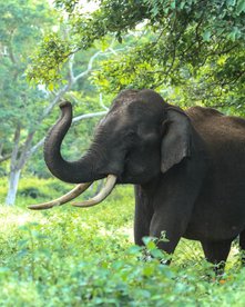 Ein wild lebender Elefant hebt seinen Rüssel