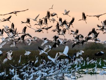 Großer Vogelschwarm in der Dämmerung im Pantanal