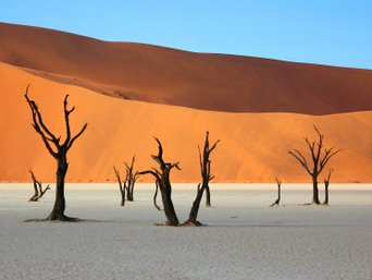 Tote, schwarze Bäume in der Wüste Sossusvlei