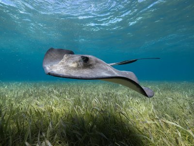 Rochen im Meer mit Seegras - Belize Highlights