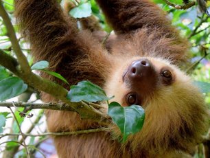 Ein Faultier beobachtet uns kopfüber im Regenwald von Costa Rica.