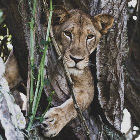 Löwin in einem Baum in Uganda